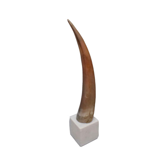 HORN ON MABLE BASE