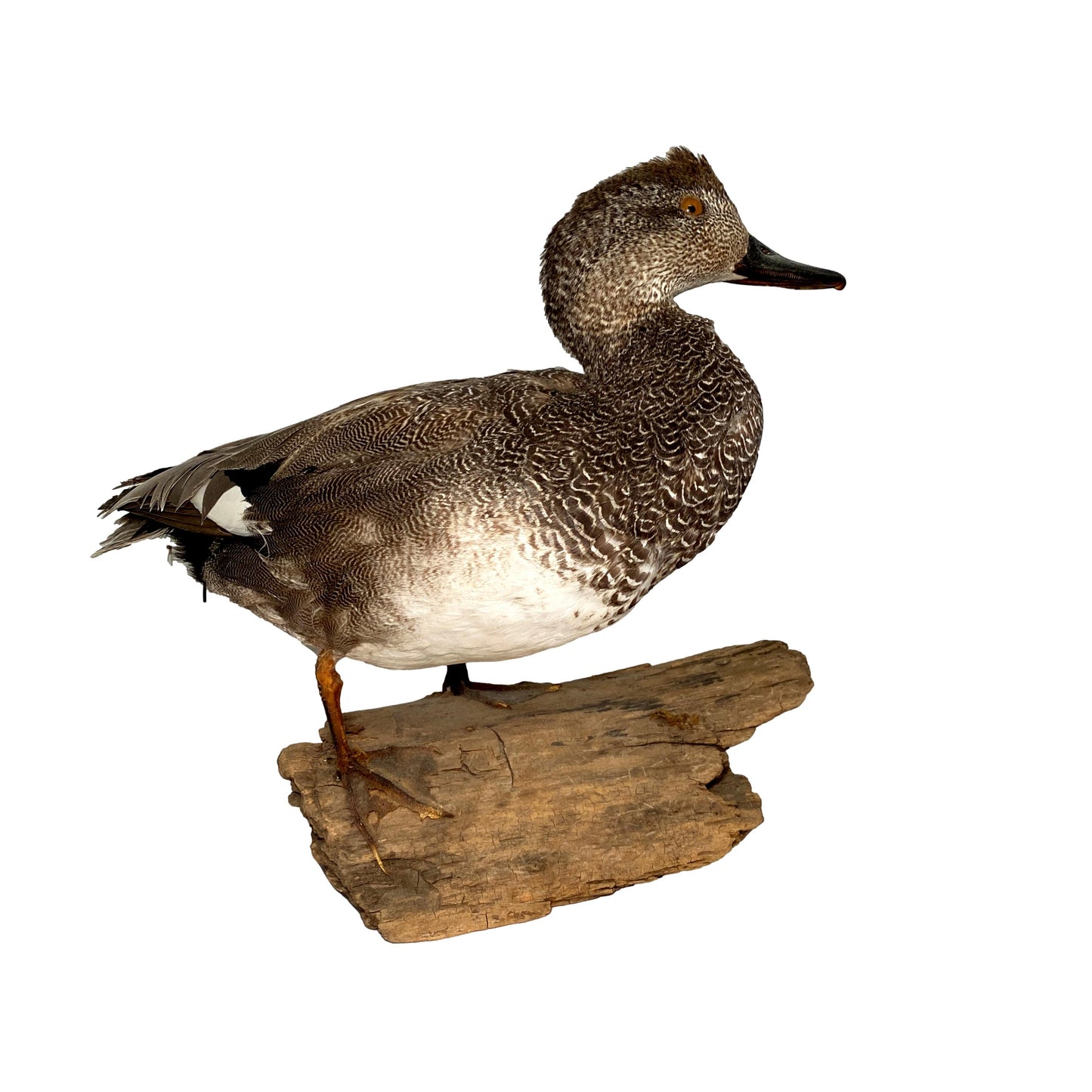 MALLARD MOUNT