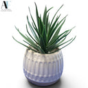 ALOE PLANT