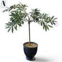 SMALL OLIVE TREE