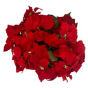 CREATIVE BRANCH POINSETTIA