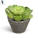 SUCCULENT