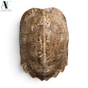 TURTLE WALL DECOR