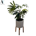 PLANT