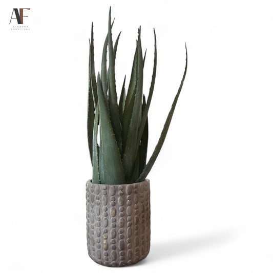 VASE WITH ALOE PLANT