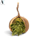 SUCCULENT IN COCONUT