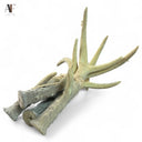 ANTLERS (SET OF 4)