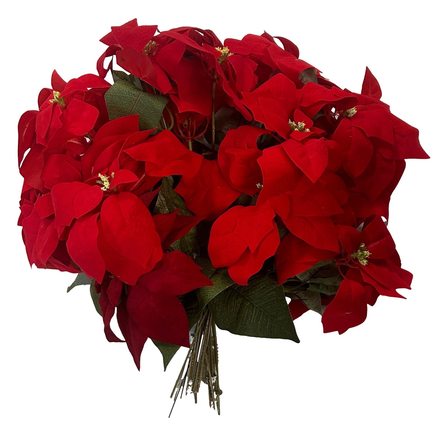 Large Poinsettia