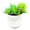 SUCCULENT ARRANGEMENT