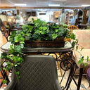 IVY PLANT