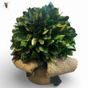 BOXWOOD