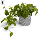 PLANTER