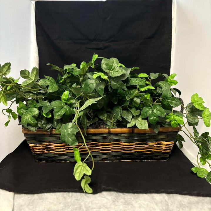 Ivy Plant