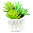 SUCCULENT ARRANGEMENT