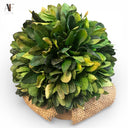 BOXWOOD
