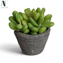 SUCCULENT