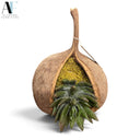 SUCCULENT IN COCONUT