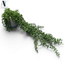 PLANTER
