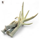 ANTLERS (SET OF 4)