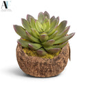 MAYAN COCONUT W/ SUCCULENT