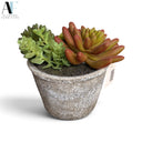 SUCCULENT
