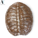 TURTLE SHELL WALL DECOR