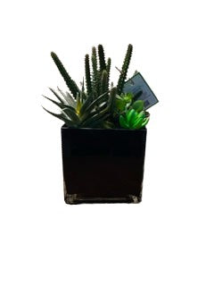 Square Cactus Arrangement