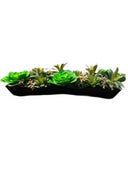 CREATIVE BRANCH SUCCULENT ARRANGEMENT