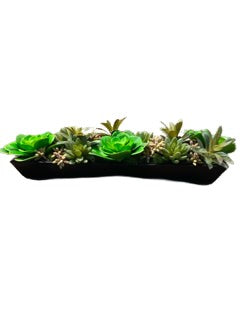 Long Rectangular Succulent Garden