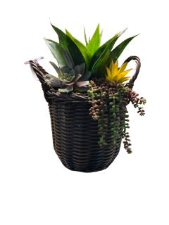 Succulent in Basket