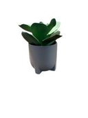 CREATIVE BRANCH SUCCULENT