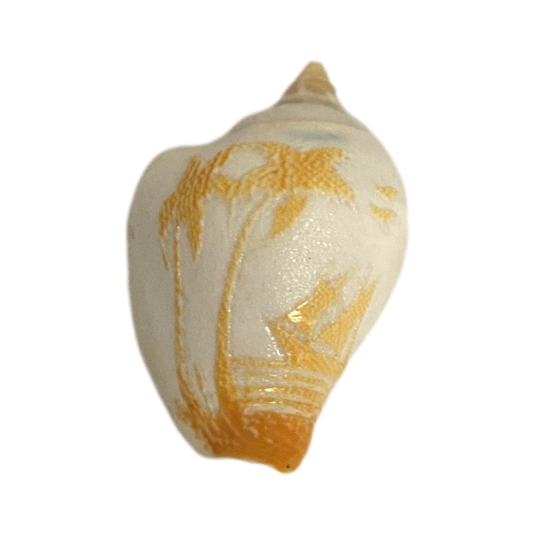 Small Decorative Shell