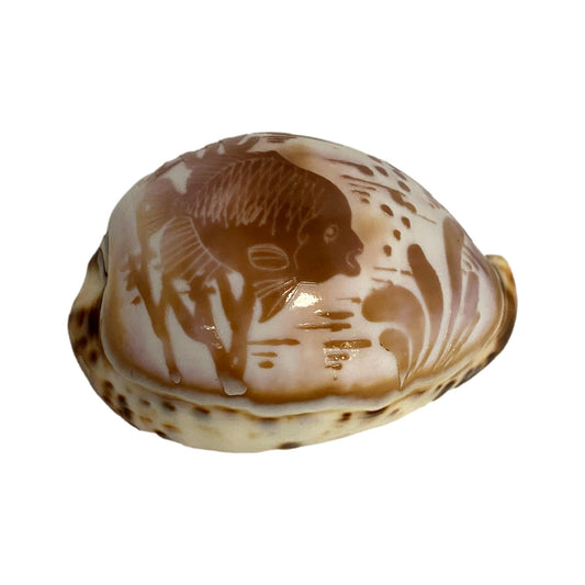 Decorative Shell