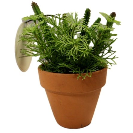 Pot w/Plant