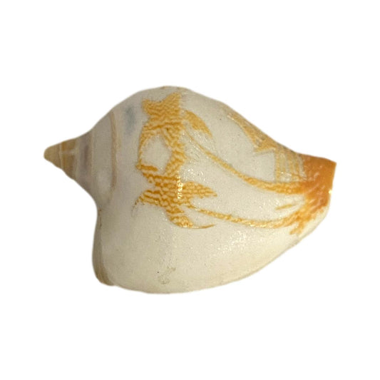 Small Decorative Shell