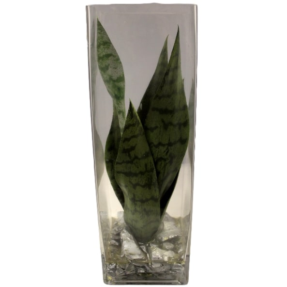 Glass Square Vase w/Plant